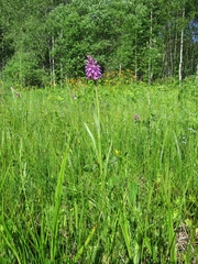 Dactylorhiza sibirica