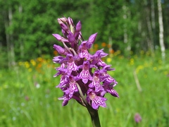 Dactylorhiza sibirica