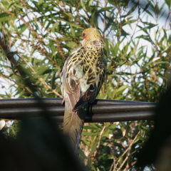 Platycercus eximius x adscitus