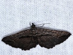 Chrysolarentia plagiocausta