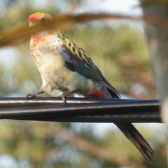 Platycercus eximius x adscitus