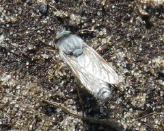 Acrosathe annulata