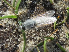 Acrosathe annulata