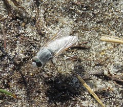 Acrosathe annulata