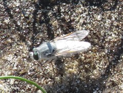Acrosathe annulata