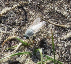 Acrosathe annulata