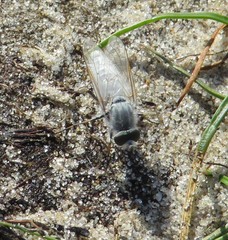 Acrosathe annulata