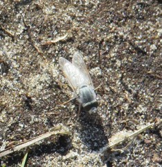 Acrosathe annulata
