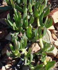 Carpobrotus mellei