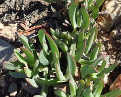 Carpobrotus mellei