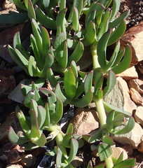 Carpobrotus mellei