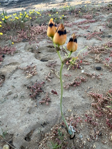 Image of Ornithogalum maculatum by (c) Cecile Roux, some rights reserved (CC BY-SA)