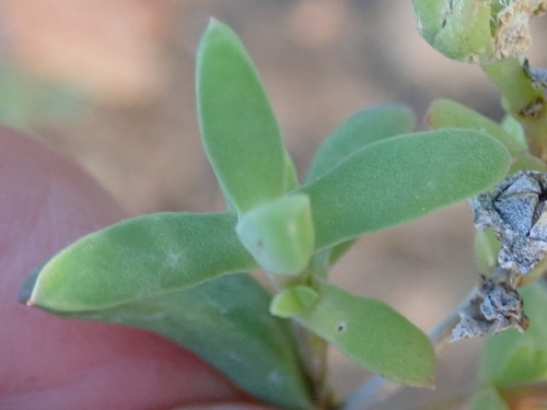 Image of Delosperma subincanum by (c) Nicola van Berkel, some rights reserved (CC BY-SA)