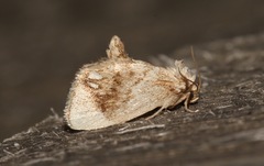 Packardia geminata