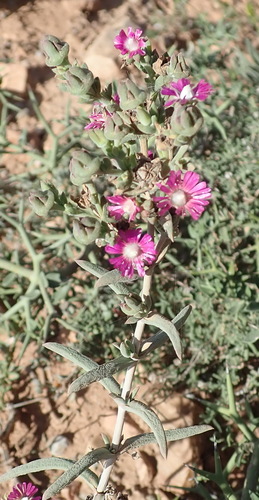 Image of Delosperma multiflorum by (c) Nicola van Berkel, some rights reserved (CC BY-SA)