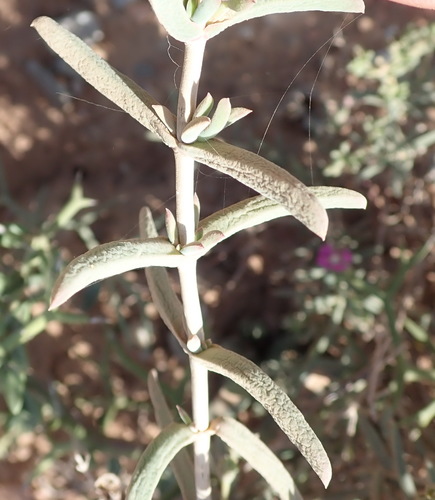 Image of Delosperma multiflorum by (c) Nicola van Berkel, some rights reserved (CC BY-SA)