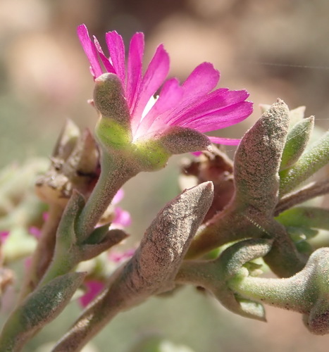Image of Delosperma multiflorum by (c) Nicola van Berkel, some rights reserved (CC BY-SA)