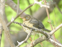 Turdus reevei