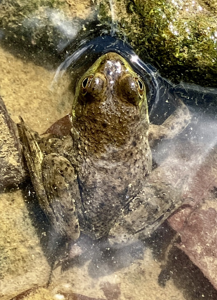 American Bullfrog from Little Miami River, Loveland, OH, US on ...