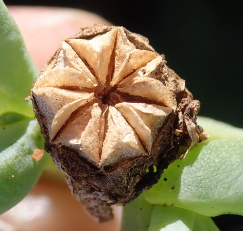 Image of Malephora lutea by (c) Nicola van Berkel, some rights reserved (CC BY-SA)