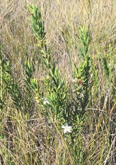 Philotheca queenslandica