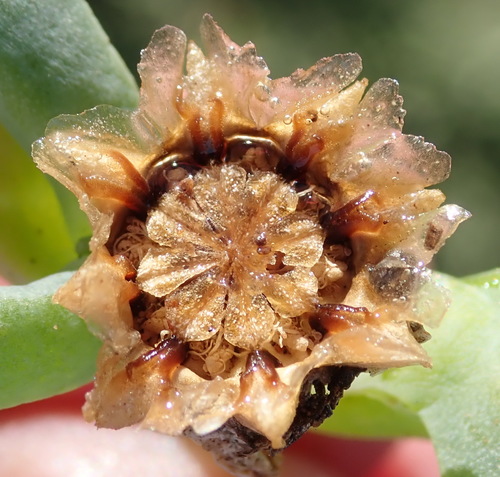 Image of Malephora lutea by (c) Nicola van Berkel, some rights reserved (CC BY-SA)