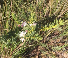 Philotheca queenslandica
