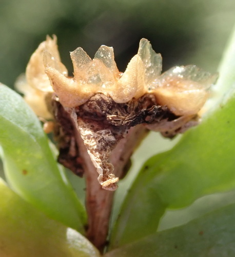 Image of Malephora lutea by (c) Nicola van Berkel, some rights reserved (CC BY-SA)