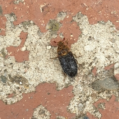 Dermestes undulatus