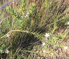 Philotheca queenslandica