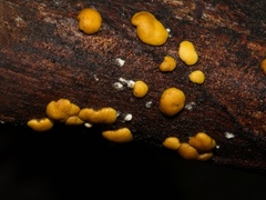 Trichoderma victoriense