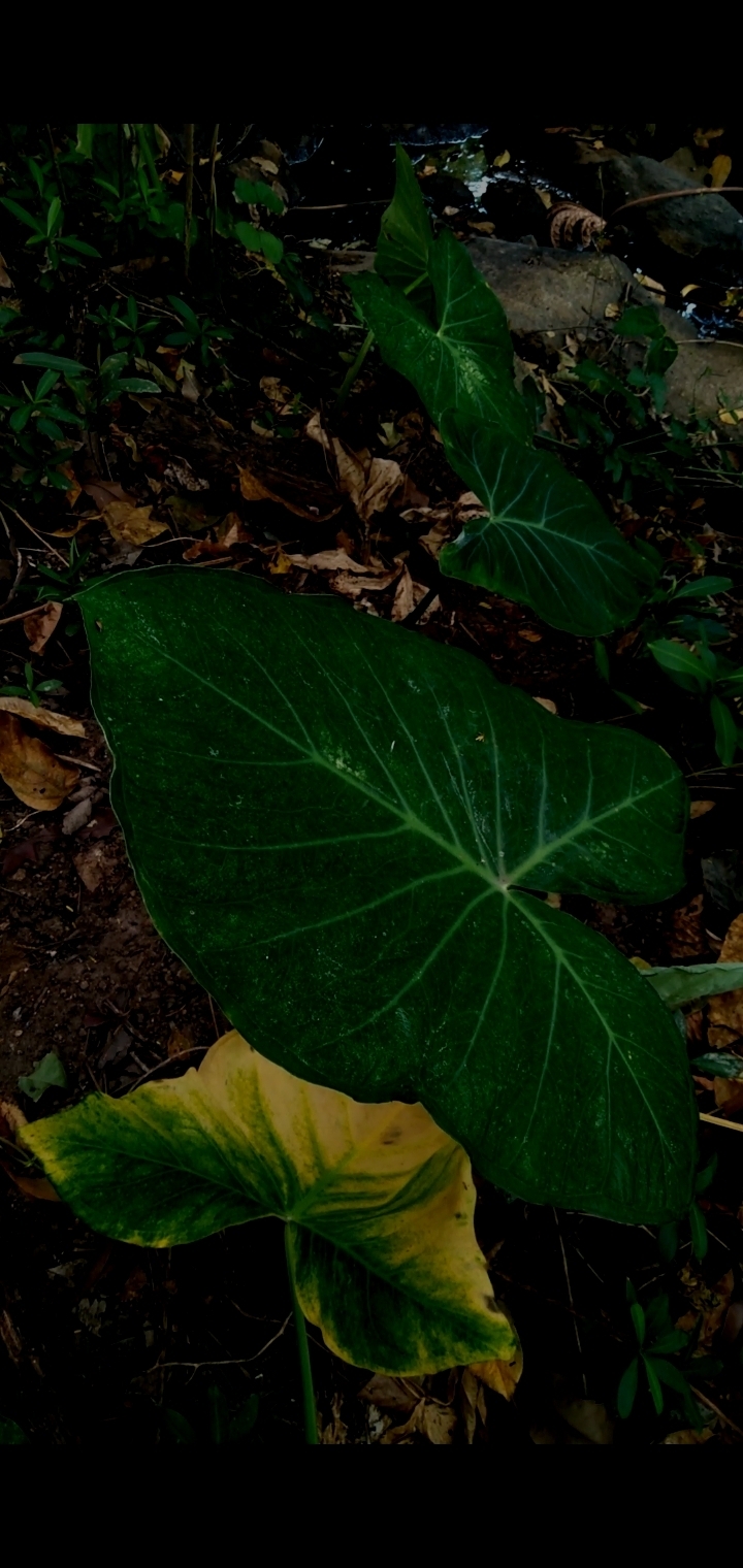 Xanthosoma Taioba (Xanthosoma taioba)