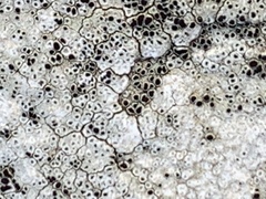 Lecanoromycetes