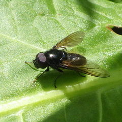 Cheilosia albitarsis