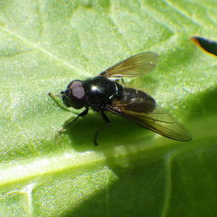 Cheilosia albitarsis