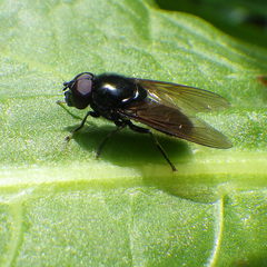 Cheilosia albitarsis