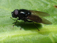Cheilosia albitarsis