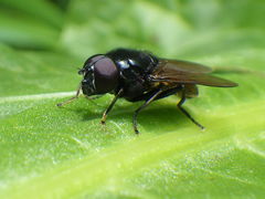 Cheilosia albitarsis
