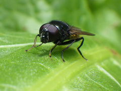 Cheilosia albitarsis