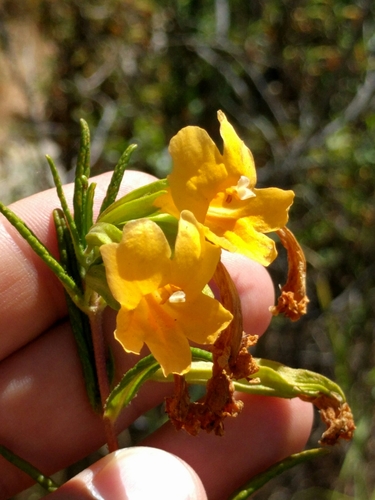 Diplacus aurantiacus