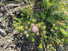 Agathosma cerefolium