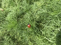 Chrysomela populi