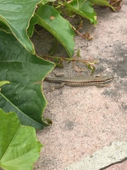 Podarcis muralis