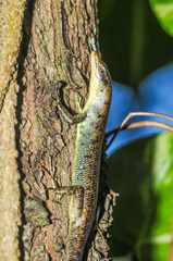 Emoia samoensis