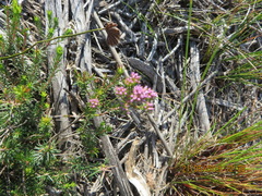 Agathosma cerefolium