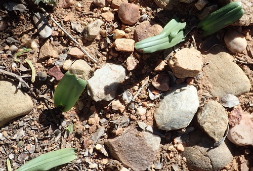 Drimia karooica