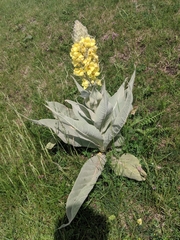 Verbascum longifolium