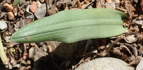 Drimia karooica