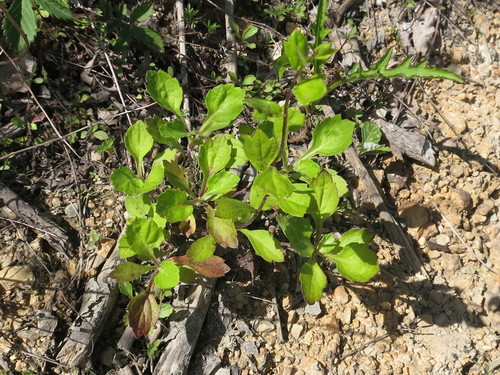 Image of False Wormwood (Artemisia keiskeana) by (c) Repina Tatyana, some rights reserved (CC BY)