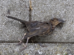 Turdus merula